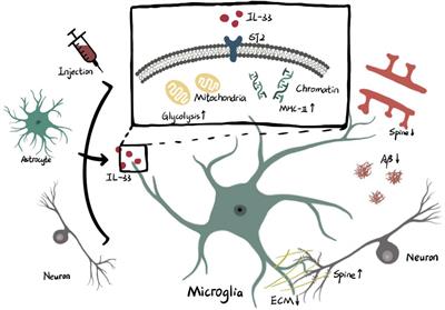 Interleukin-33 regulates the functional state of microglia